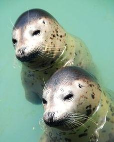 海豹自卫队,日本精英特种部队的神秘面纱